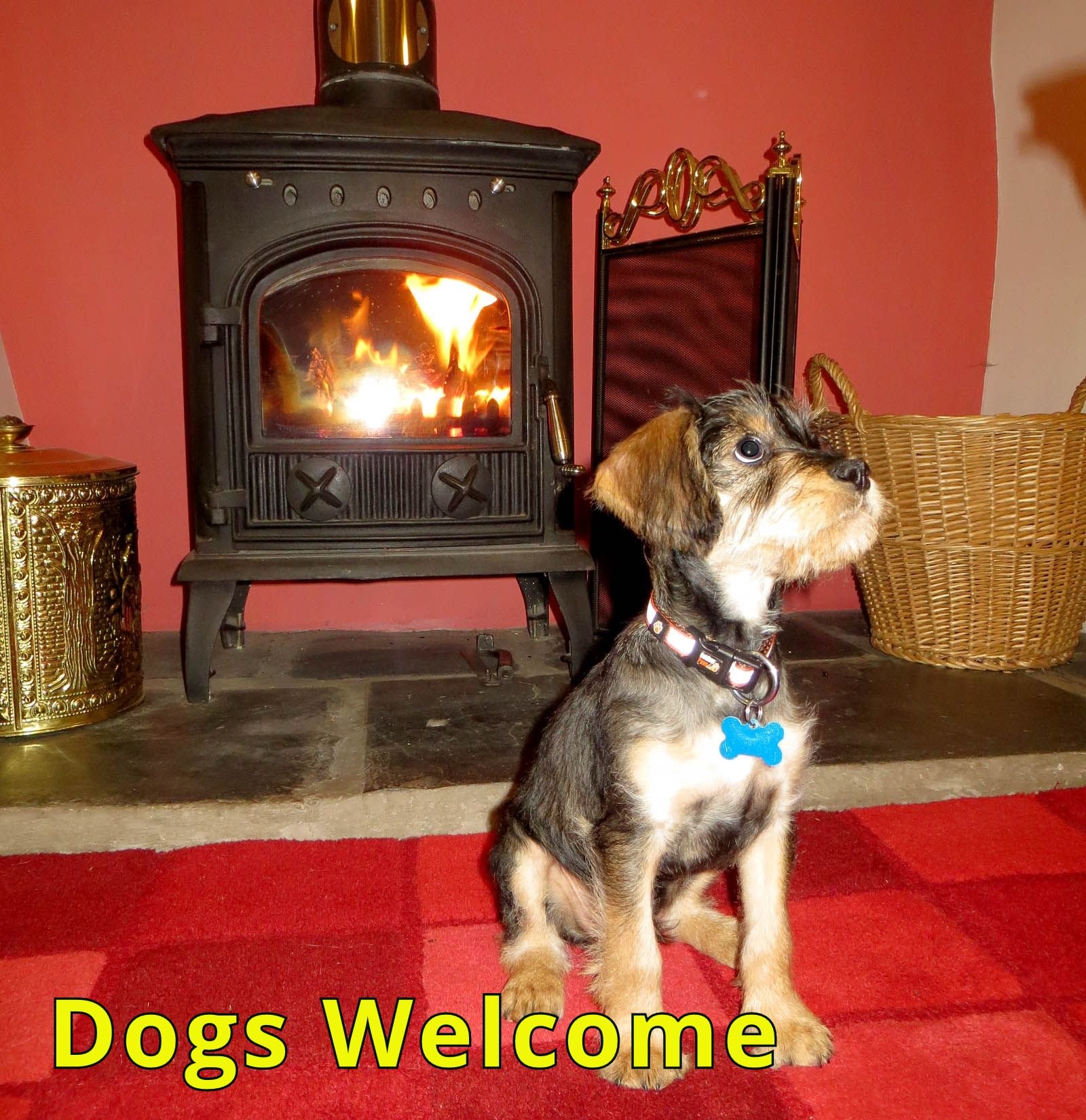Dogs Welcome